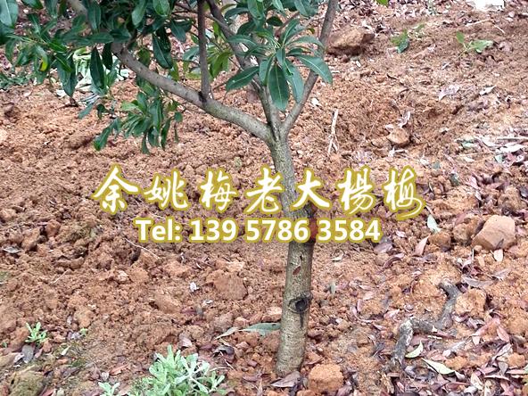 5公分荸荠苗|荸荠杨梅苗装车 