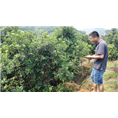 8公分荸荠苗|荸荠杨梅苗装车 