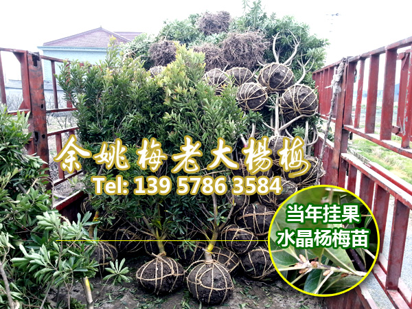 5-8公分水晶杨梅|浙江杨梅 