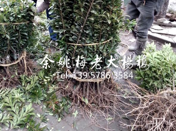 2公分荸荠苗|荸荠杨梅苗 