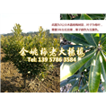 4公分水晶杨梅|浙江杨梅 