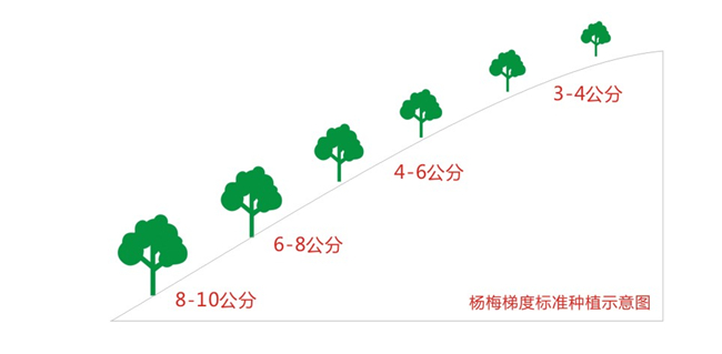新开发生态杨梅基地