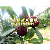 杨梅挂果实拍_杨梅苗_浙江杨梅基地 