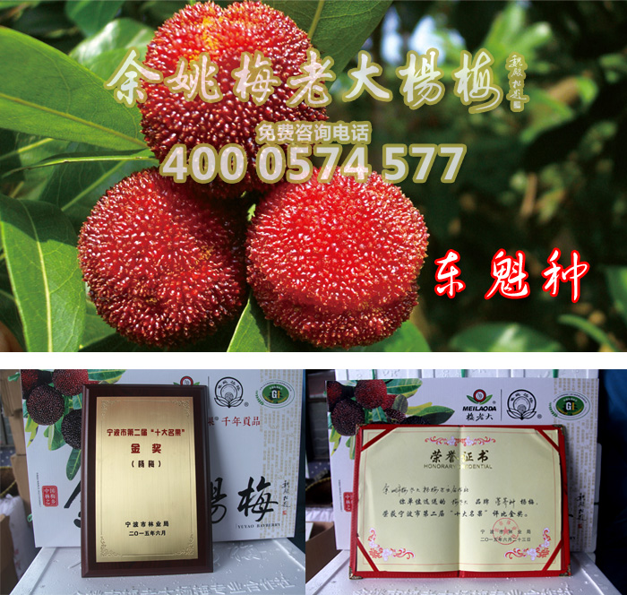 东魁一年生|东魁杨梅 