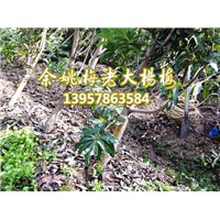 基地打造_梅老大杨梅苗_杨梅苗批发 