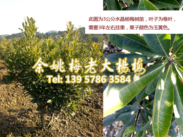 4公分水晶杨梅|浙江杨梅 