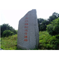 浙江杨梅苗报价