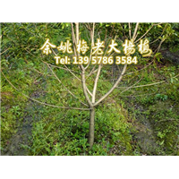 4公分荸荠苗|荸荠杨梅苗 