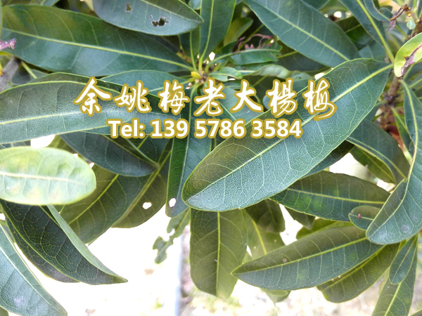 黑晶杨梅|黑晶杨梅苗|浙江黑晶 