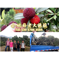 6公分荸荠苗|荸荠杨梅苗装车 