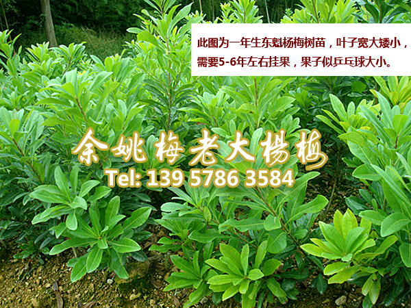 东魁一年生|东魁杨梅 