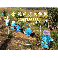 基地打造_梅老大杨梅苗_杨梅苗批发 