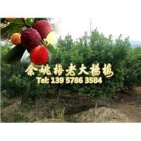 荸荠种1年品种|荸荠杨梅苗|荸荠品种杨梅 