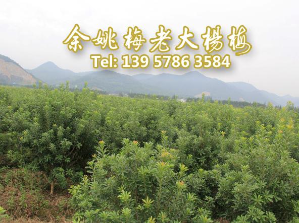 5公分荸荠苗|荸荠杨梅苗装车 