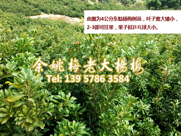 4公分东魁|东魁杨梅苗 