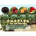 6公分荸荠苗|荸荠杨梅苗装车 