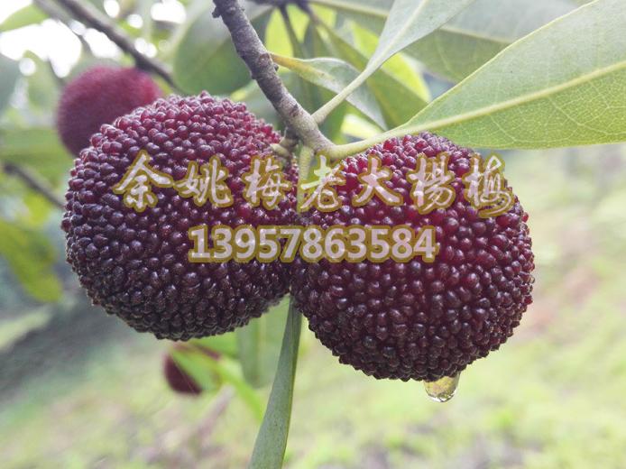 杨梅挂果实拍图_杨梅苗