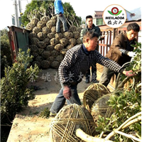 绿化工程杨梅树苗_梅老大杨梅苗_浙江杨梅苗 