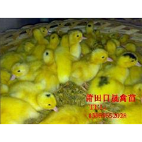 泉州鸭苗、泉州番鸭苗、泉州番鸭苗批发 