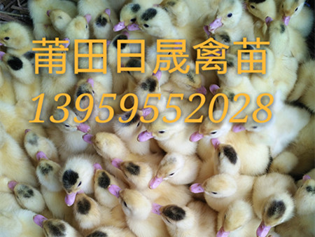 闽清鸭苗￥闽侯鸭苗 