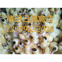 永泰鸭苗永泰鸭苗永泰鸭苗 