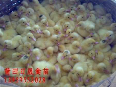 福建鸭苗—福建番鸭苗—福建正宗番鸭苗 