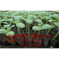 江苏育苗基质生产厂家&江苏育苗基质