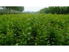 山东白蜡种植
