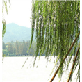 山东8公分垂柳价格