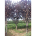 山东紫叶李供应