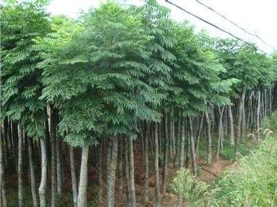 山东栾树销售