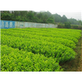 山东栾树供应