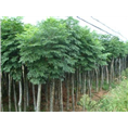 山东栾树销售