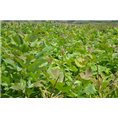山东栾树供应