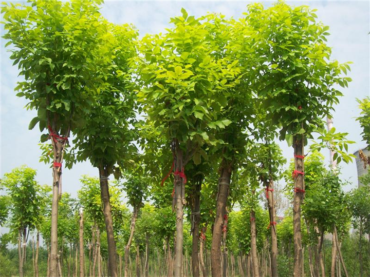 山东白蜡供应