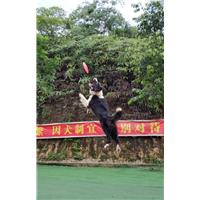 深圳训犬 