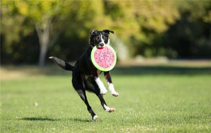 深圳训犬