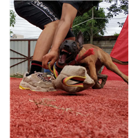 深圳宠物犬寄养 