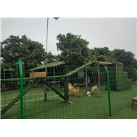 深圳宠物犬寄养 
