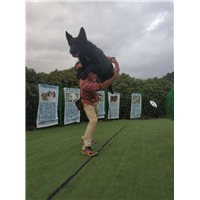 深圳宠物犬训练 