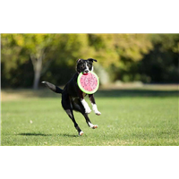 深圳训犬