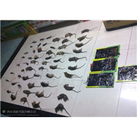 大渡口区灭蟑螂公司 