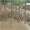 销售蛋鸭苗、广州蛋鸭苗、蛋鸭苗供应、广东蛋鸭苗养殖基地 