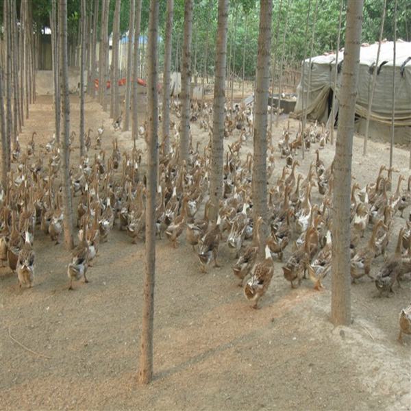 销售蛋鸭苗、广州蛋鸭苗、蛋鸭苗供应、广东蛋鸭苗养殖基地 