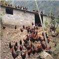 灵山土鸡苗价格-灵山土鸡苗批发-广州基地 