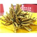 乌鲁木齐高价冬虫夏草回收 