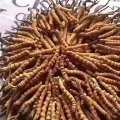 珠海回收冬虫夏草