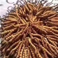 珠海回收冬虫夏草
