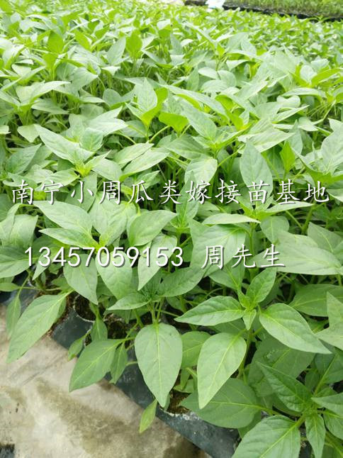 供应优质辣椒苗|广西辣椒苗批发|广西南宁辣椒苗基地直销 