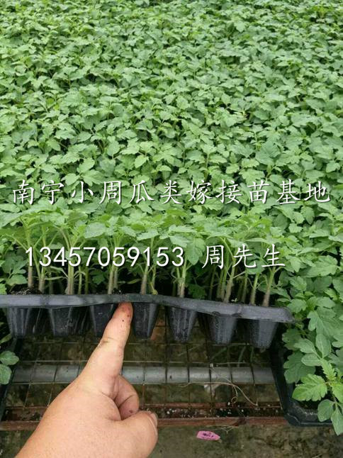 广西番茄嫁接种苗|哪里有番茄苗卖|广西南宁番茄嫁接种苗培育场 